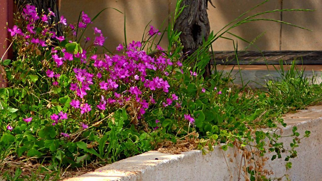 Apartments Garden Monsena Rovinj Eksteriør billede